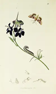 Consolida: Curtis British Entomology Plate 76