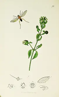 Diptera: Curtis British Entomology Plate 761