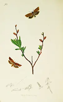 Gale: Curtis British Entomology Plate 763