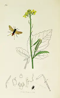 Nigra: Curtis British Entomology Plate 764