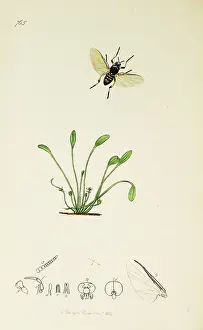 Diptera: Curtis British Entomology Plate 765