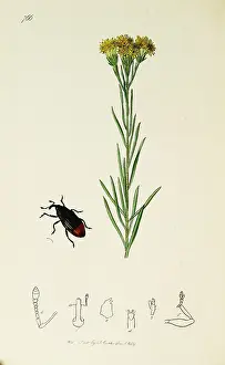 Goldilocks: Curtis British Entomology Plate 766
