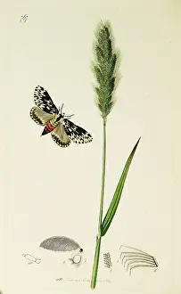 Ledipotera: Curtis British Entomology Plate 767