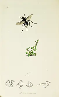 Ciliata: Curtis British Entomology Plate 768