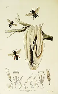 Hive: Curtis British Entomology Plate 769