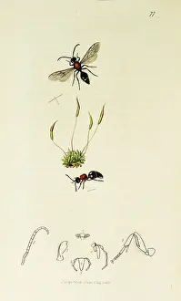 Screw: Curtis British Entomology Plate 77