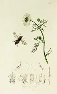 Breeze: Curtis British Entomology Plate 78