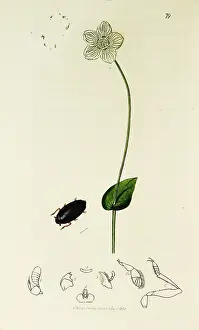 Whirligig: Curtis British Entomology Plate 79