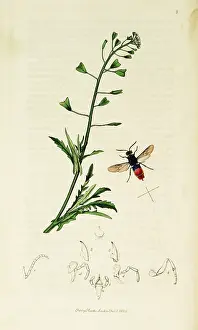 Wasp: Curtis British Entomology Plate 8