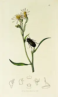 Aster: Curtis British Entomology Plate 80