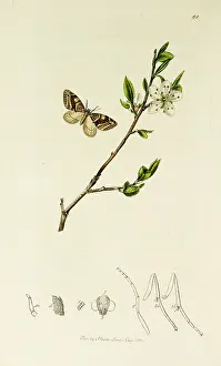 Thorn: Curtis British Entomology Plate 81