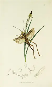 Grasshopper: Curtis British Entomology Plate 82