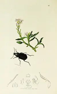 Mainland: Curtis British Entomology Plate 83