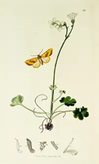 Barred: Curtis British Entomology Plate 84