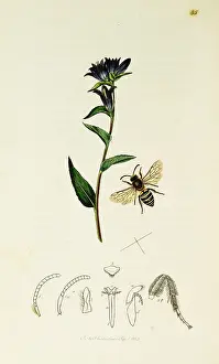 Burrowing: Curtis British Entomology Plate 85