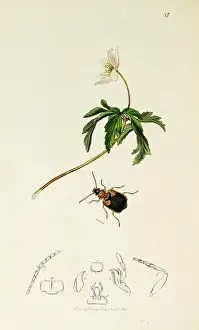 Shouldered: Curtis British Entomology Plate 87