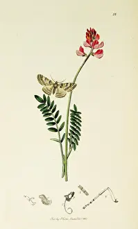 Cocks: Curtis British Entomology Plate 88