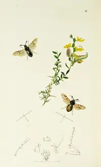 Furze: Curtis British Entomology Plate 89