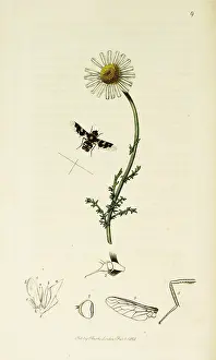 Anthrax: Curtis British Entomology Plate 9