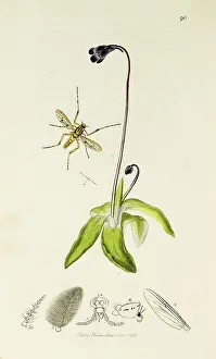 Midge: Curtis British Entomology Plate 90