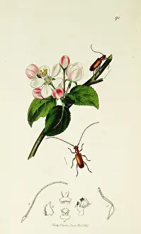 Pyrus: Curtis British Entomology Plate 91