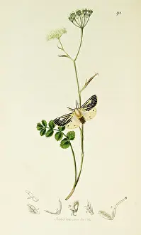Burnet: Curtis British Entomology Plate 92