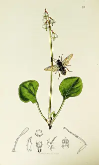 Pyrola: Curtis British Entomology Plate 93