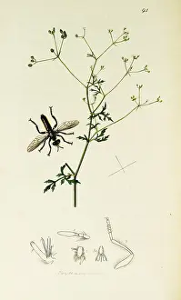 Nigra: Curtis British Entomology Plate 94
