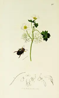 Crowfoot: Curtis British Entomology Plate 95