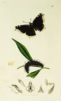 Camberwell: Curtis British Entomology Plate 96