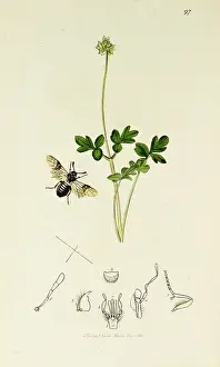 Belted: Curtis British Entomology Plate 97