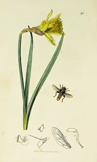 Daffodil: Curtis British Entomology Plate 98