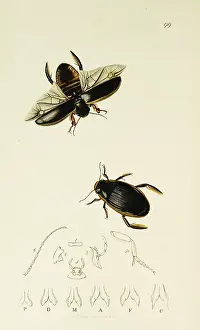 Thick: Curtis British Entomology Plate 99