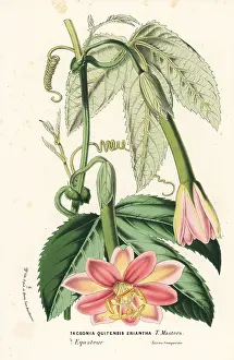 Flore: Curuba passionflower, Passiflora mixta