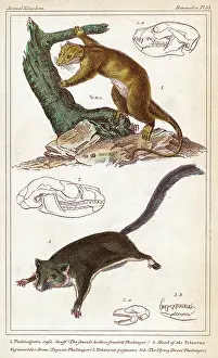 Orientalis: CUSCUS