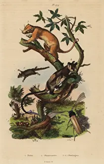 Casse: Cuscus, yellow-bellied glider, feathertail