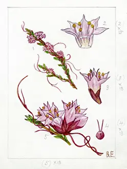 Dodder: Cuscuta epithymum - dodder