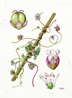 Gwen: Cuscuta europaea - European dodder