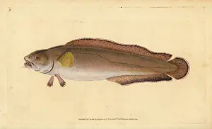 Gadus: Cusk or tusk, Brosme brosme