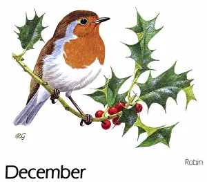 Robins: CUSTOMS/CHRISTMAS/ROBINS