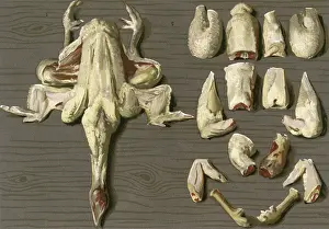 Joints: HOW TO CUT UP A CHICKEN