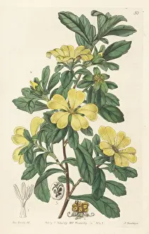 John Lindley: Cut-leaf hibbertia, Hibbertia cuneiformis