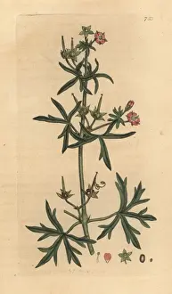 Cranesbill: Cut-leaved cranesbill, Geranium dissectum