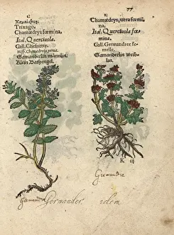 Germander: Cut-leaved germander and common germander