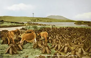 Connemara: Cut turf and donkeys - Ireland