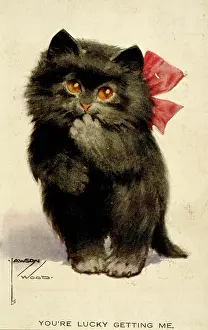 Lawson: Cute black kitten