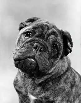 Brindle: Cute Bulldog Face Looking at Camera