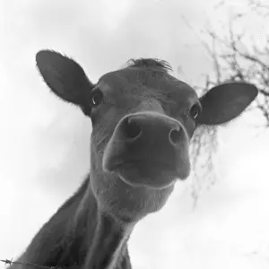 Endearing: Cute Calf