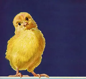 Hens: One Cute Chick