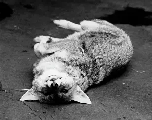 Ad Lib Studios: CUTE FOX
